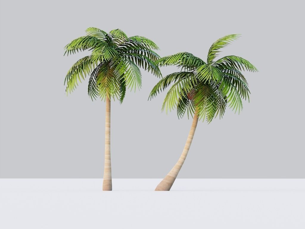 Coconut Tree LOD G11  Low-poly 3D model_2