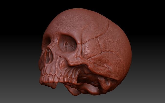 Skull Human 3D model