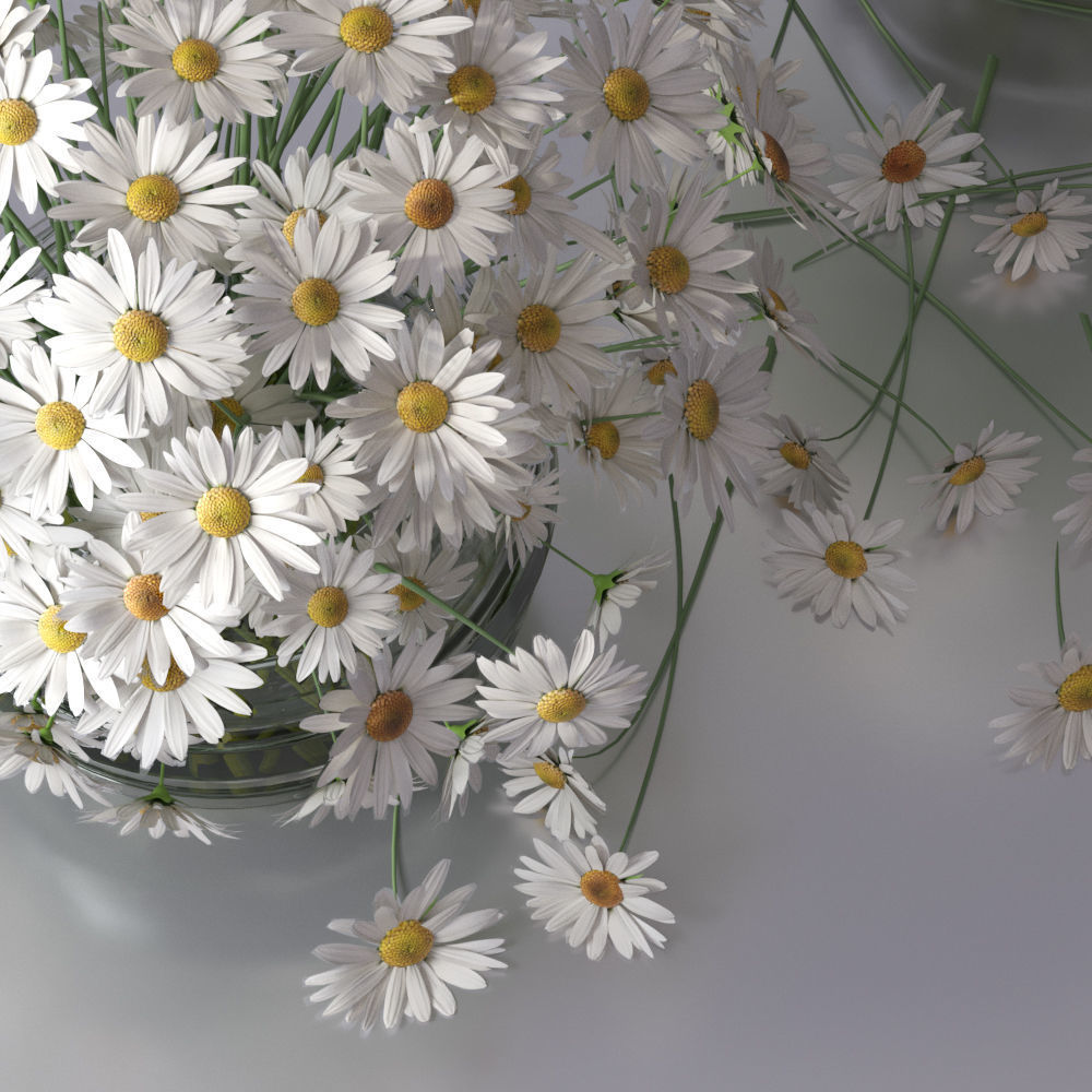 Realistic Daisy Chamomile Bouquet Vase 3D model_3
