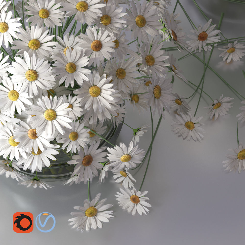 Realistic Daisy Chamomile Bouquet Vase 3D model_15