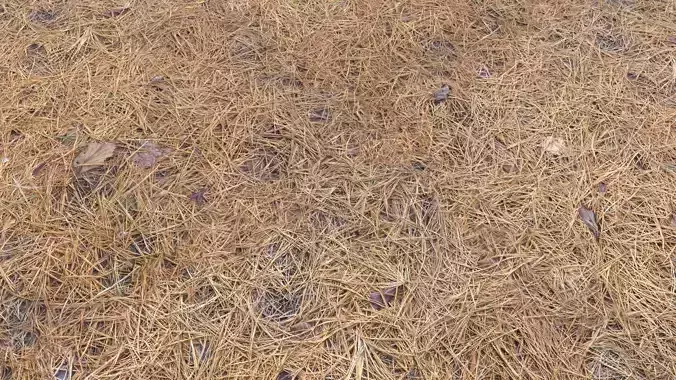 Forest Terrain Pack PBR 4