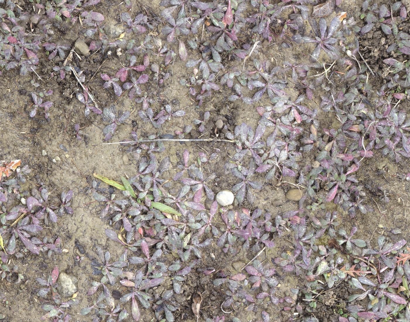 Forest Terrain Pack PBR 5 Texture_10