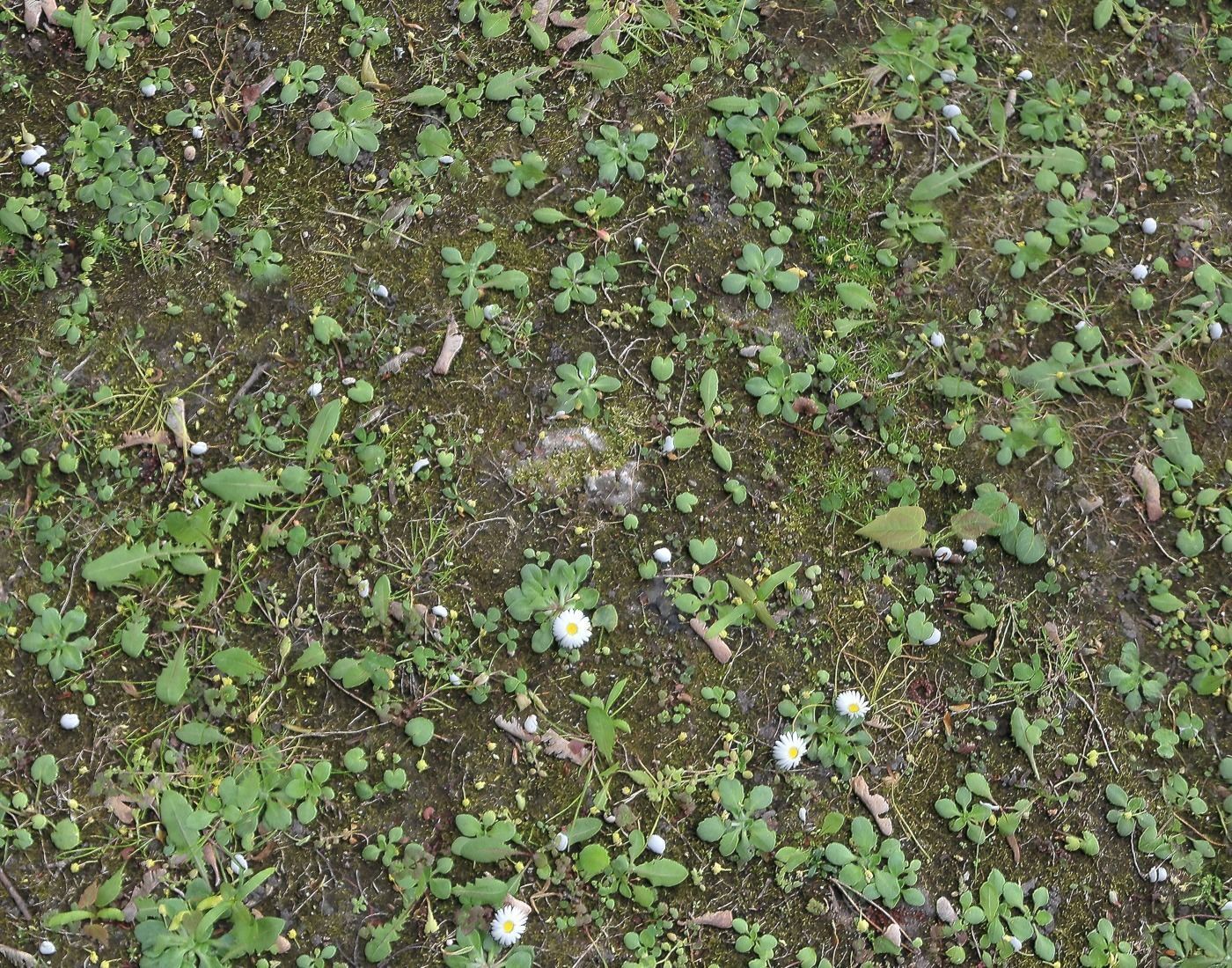 Forest Terrain Pack PBR 5 Texture_6