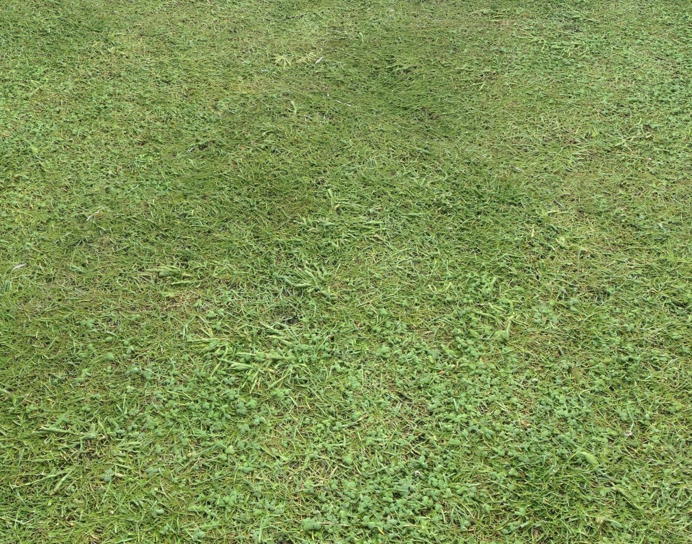 Forest Terrain Pack PBR 5 Texture_11