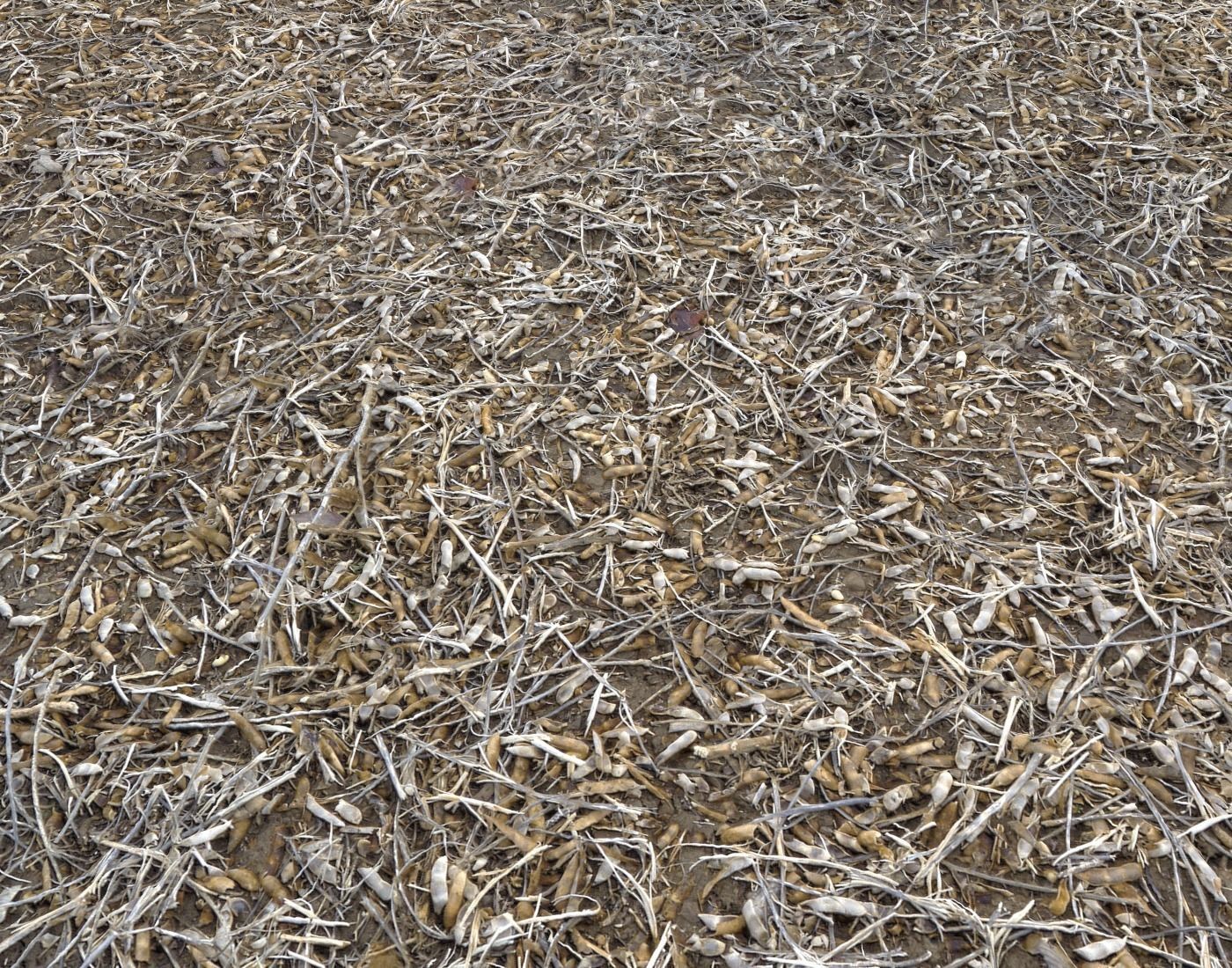 Forest Terrain Pack PBR 5 Texture_8