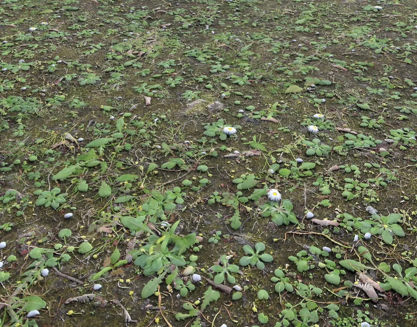 Forest Terrain Pack PBR 5 Texture_0