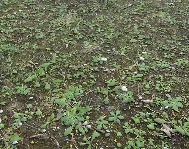 Forest Terrain Pack PBR 5 Texture