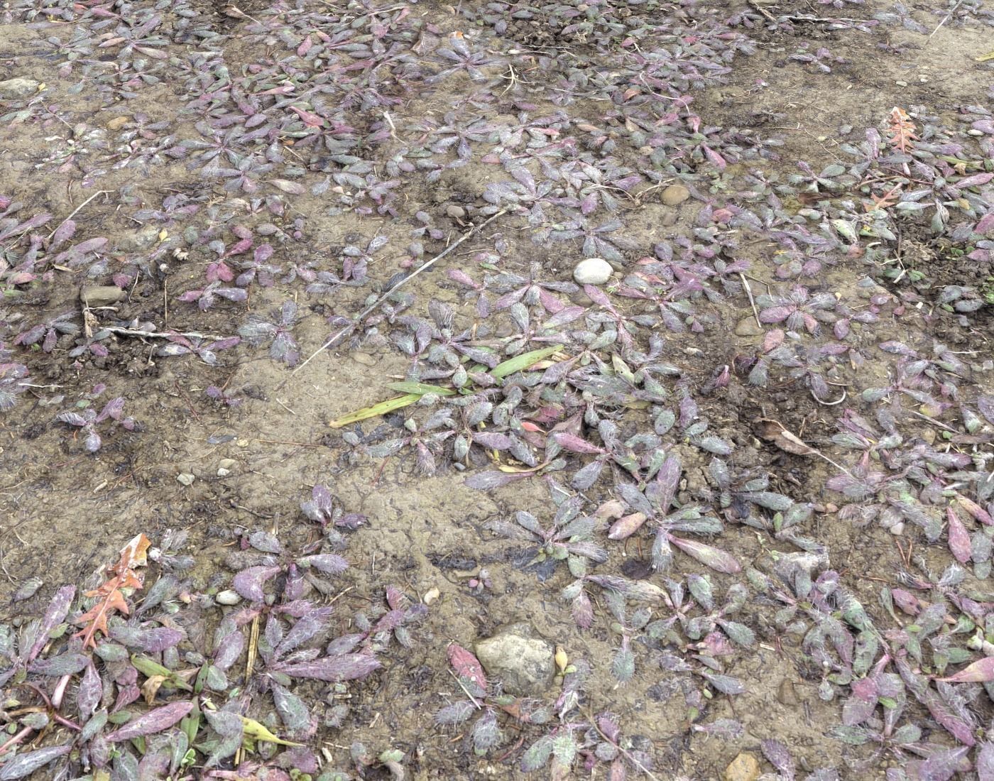 Forest Terrain Pack PBR 5 Texture_9