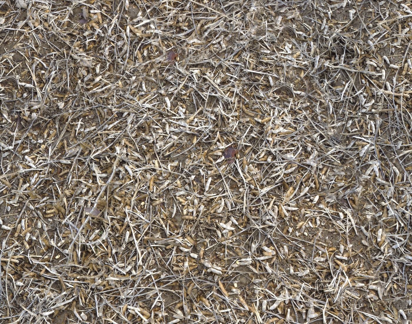 Forest Terrain Pack PBR 5 Texture_7