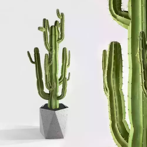 Cactus 2 plant in pot