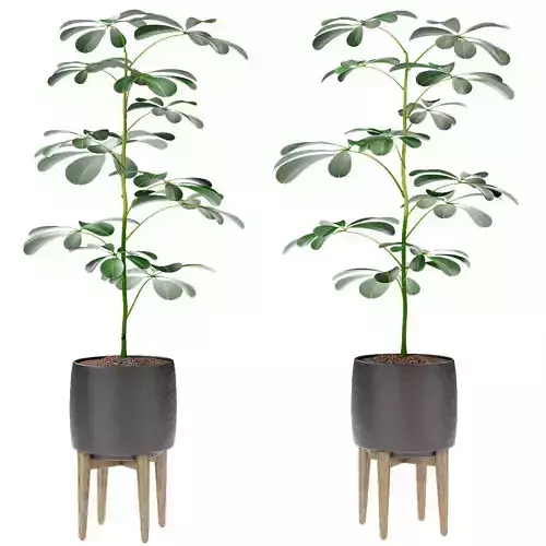 Plant in Pot Flowerpot Exotic Plant