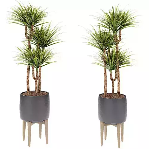 Plant in Pot Flowerpot Exotic Plant