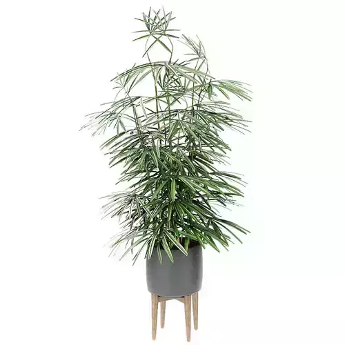 Plant in Pot Flowerpot Exotic Plant 3D model