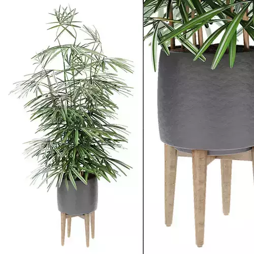 Plant in Pot Flowerpot Exotic Plant