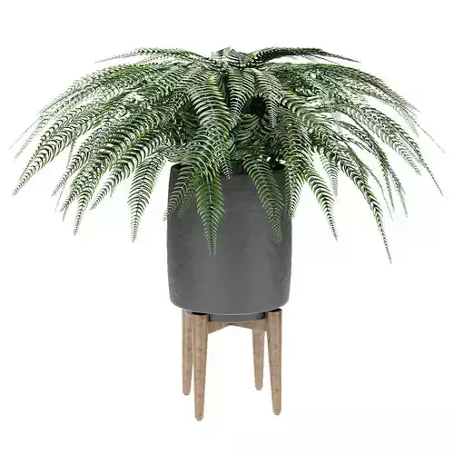 Plant in Pot Flowerpot Exotic Plant