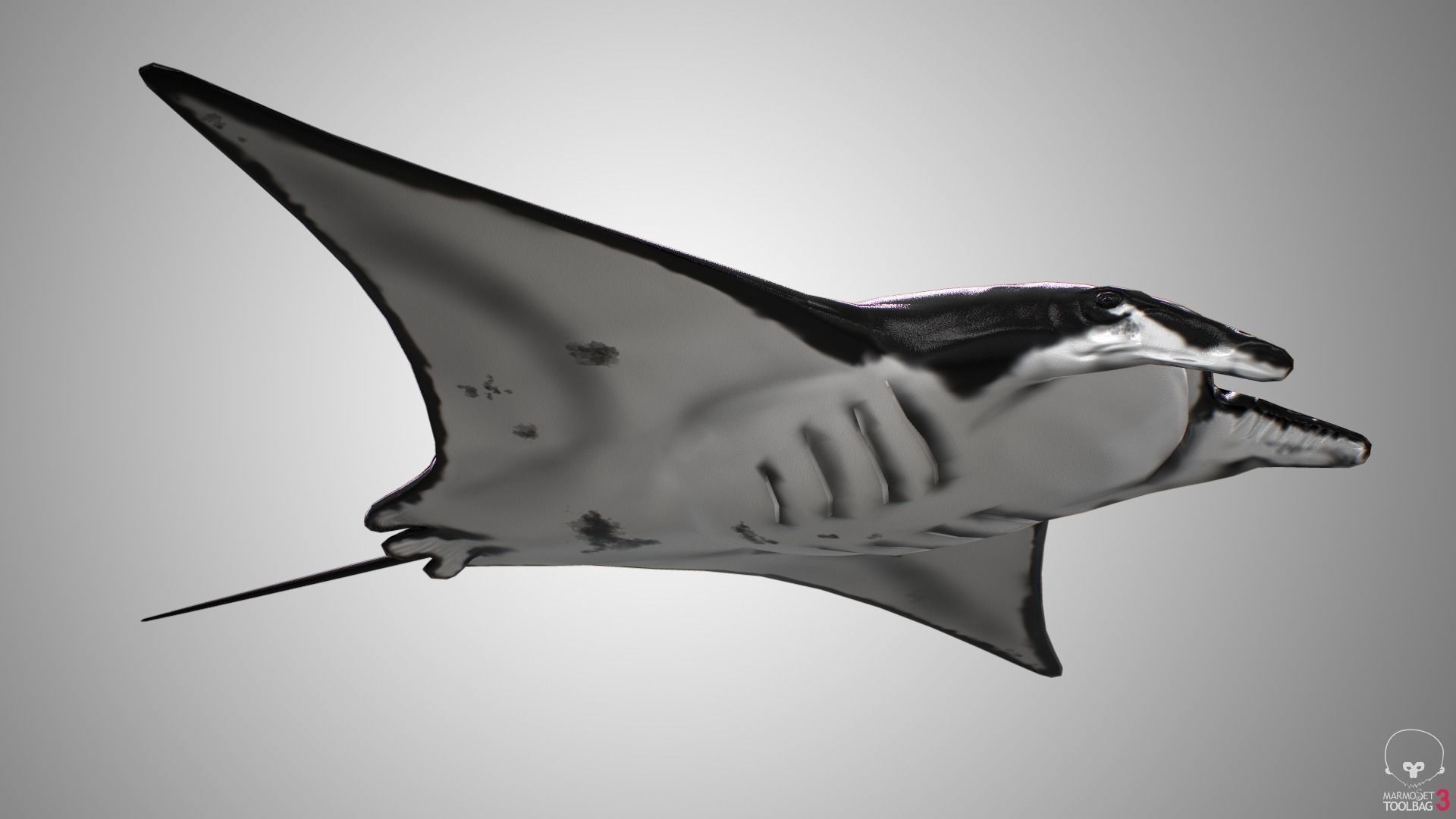 Manta Ray  Low-poly 3D model_4