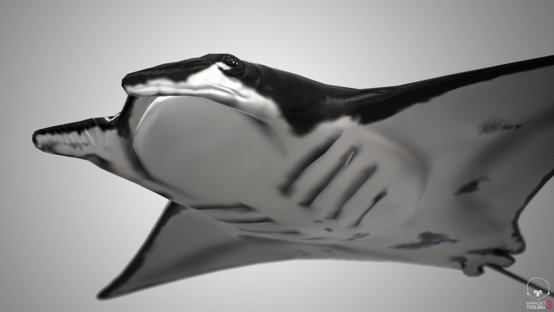 Manta Ray  Low-poly 3D model_8