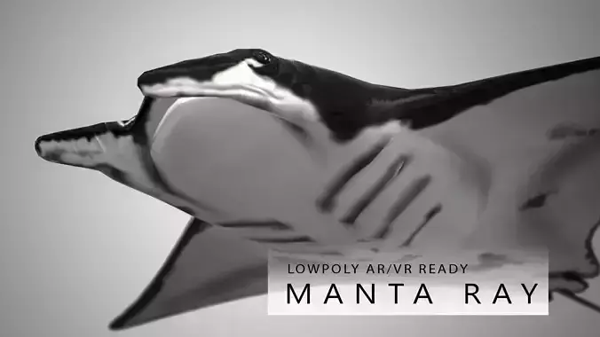 Manta Ray 