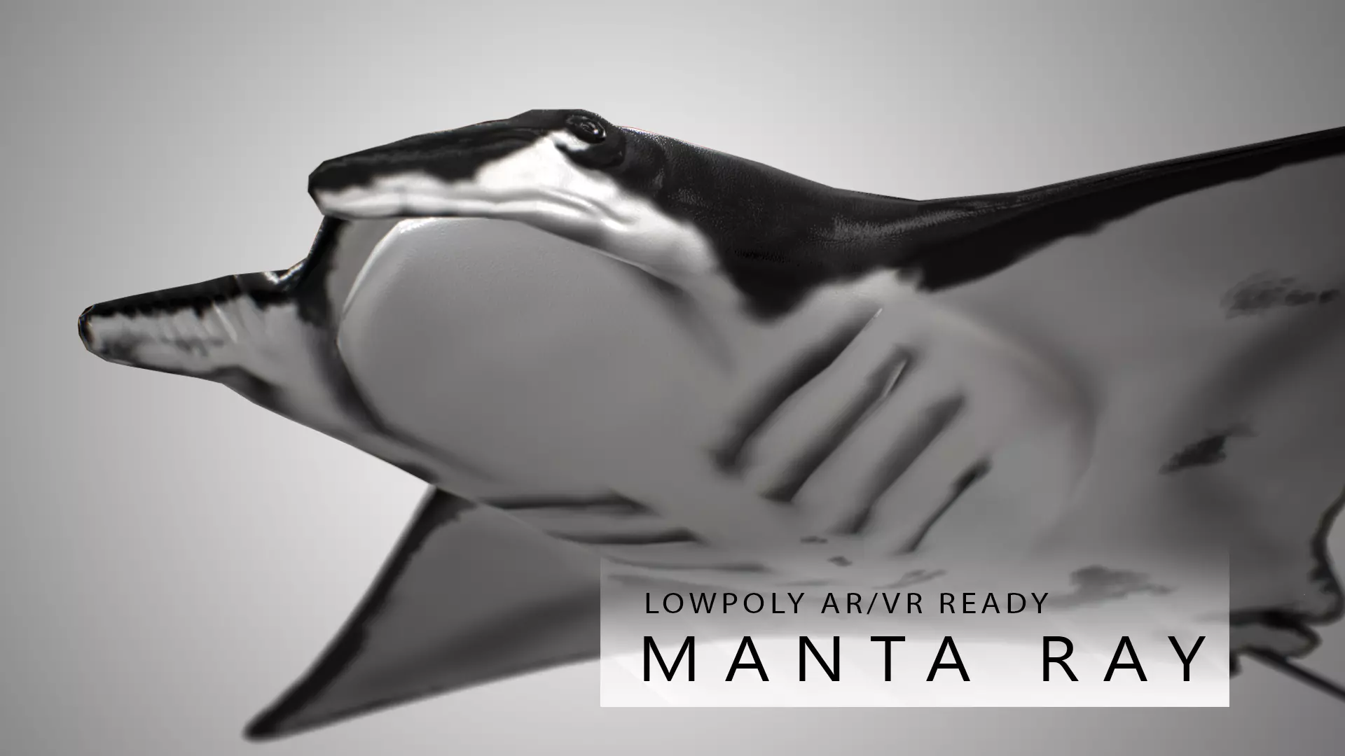 Manta Ray  Low-poly 3D model_0