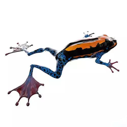 Frog 3D Model orange