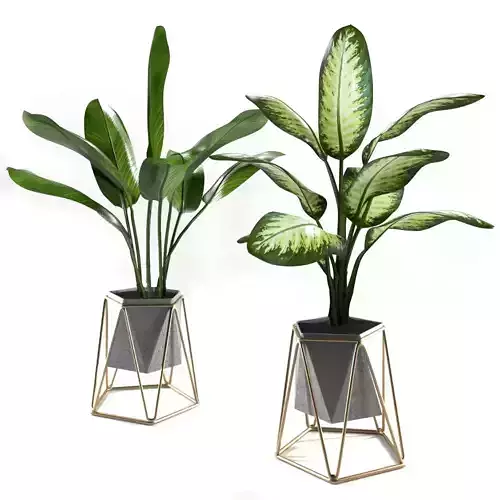 Plants set 3 two potted in geometric shapes