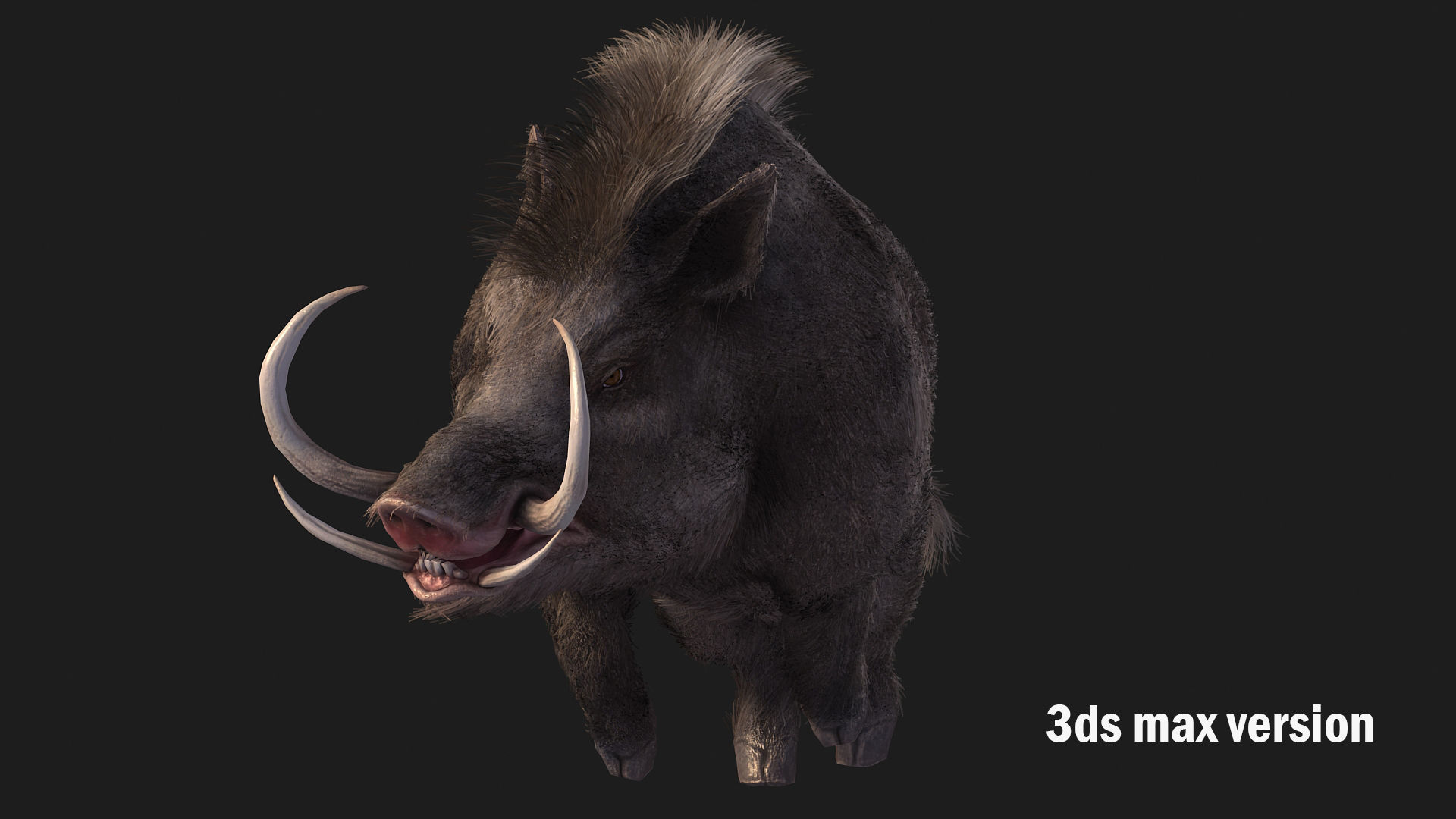 boar pig beast  Low-poly 3D model_4