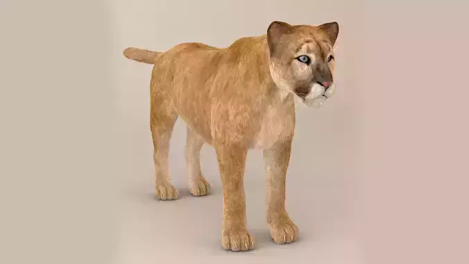Puma Fur Model 3D model