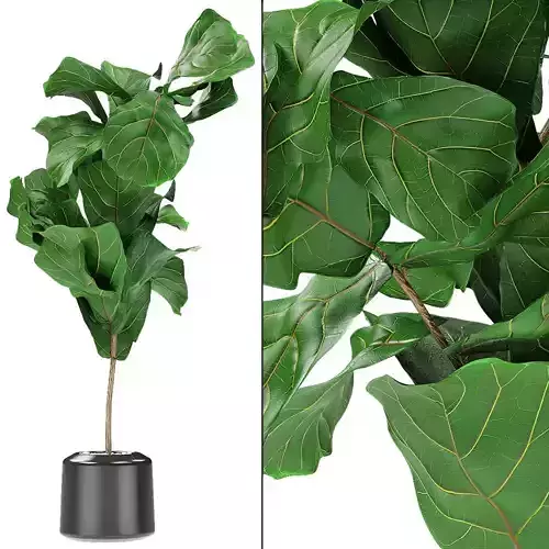 Plant in Pot Flowerpot Exotic Plant 3D model