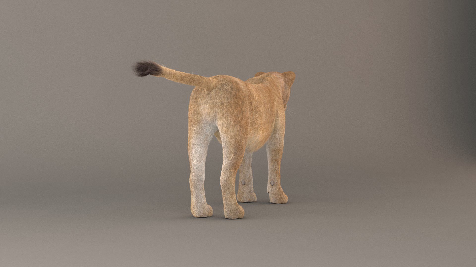 Lioness Fur Model 3D model_14