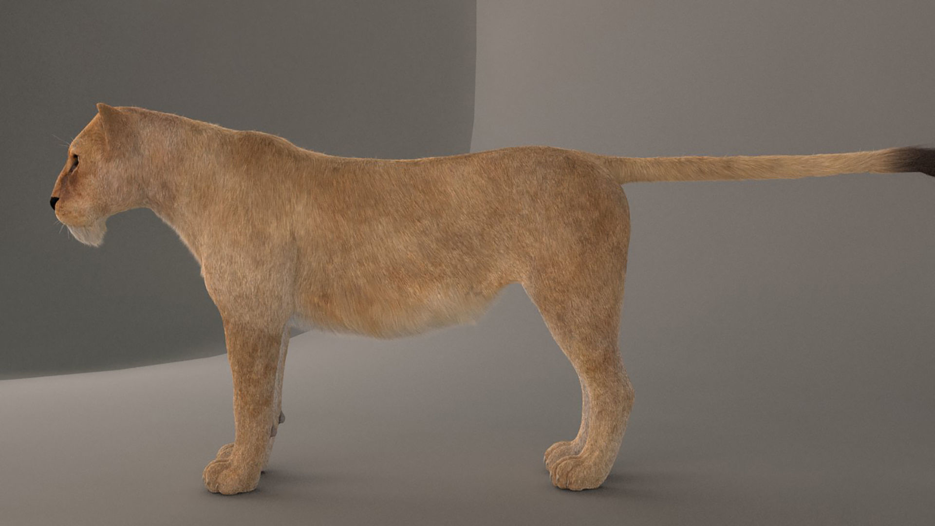 Lioness Fur Model 3D model_3