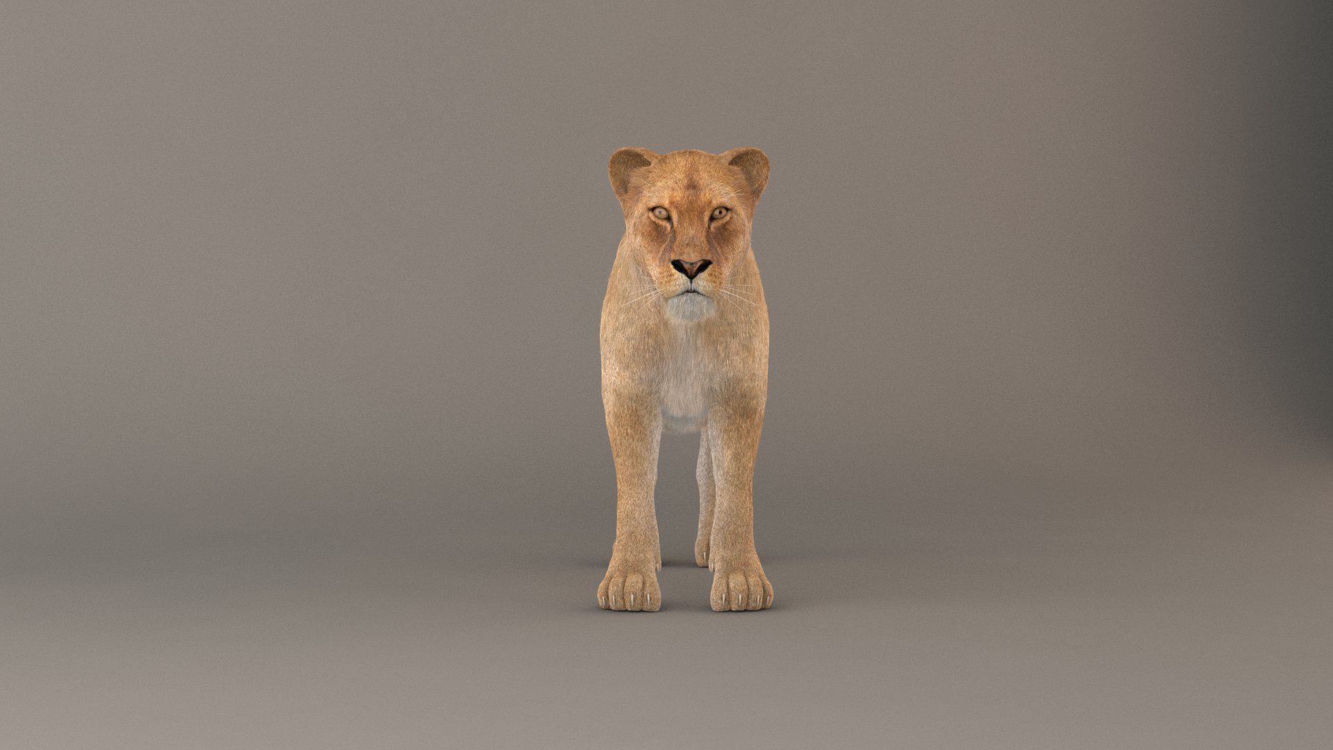Lioness Fur Model 3D model_11
