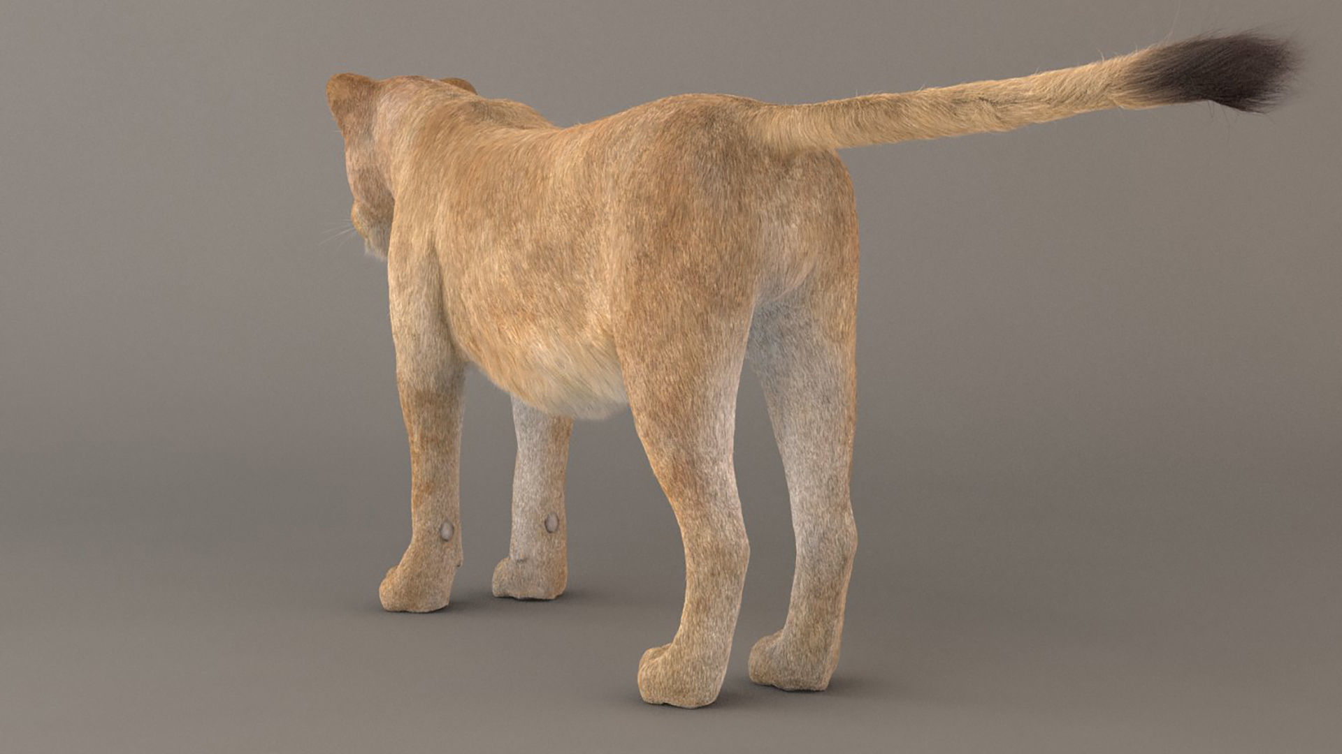 Lioness Fur Model 3D model_4