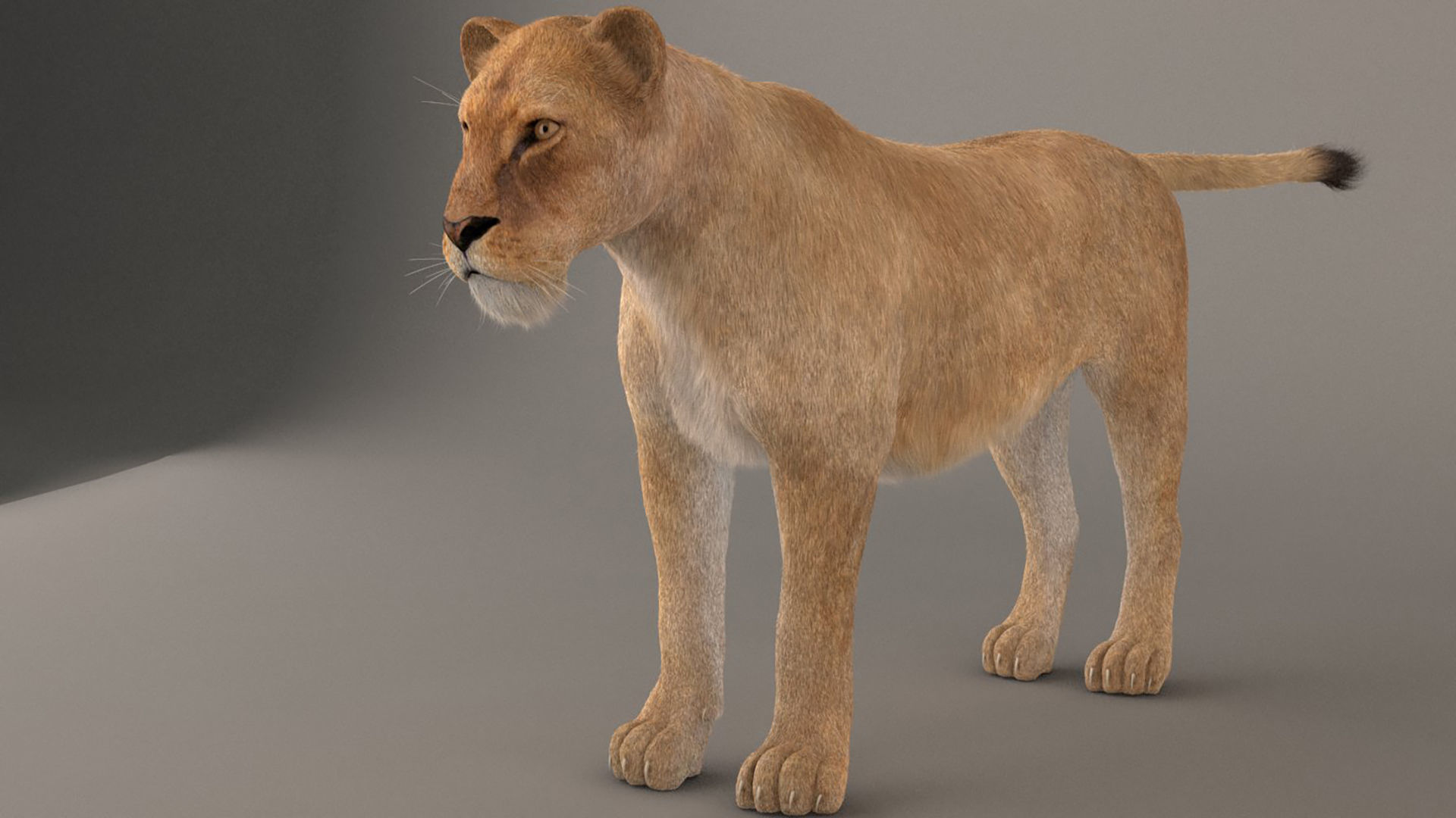 Lioness Fur Model 3D model_2
