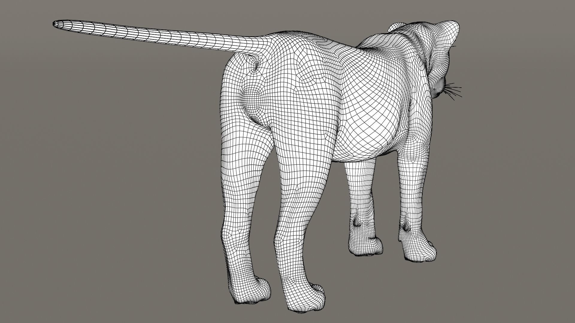 Lioness Fur Model 3D model_20