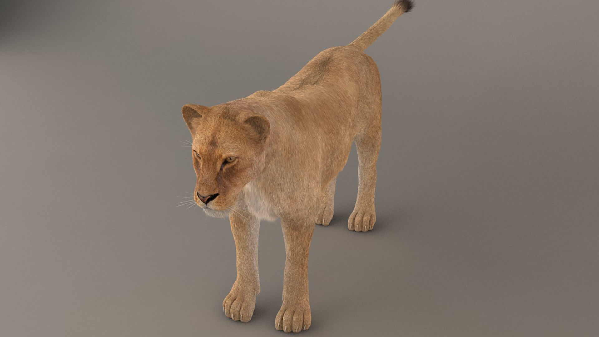 Lioness Fur Model 3D model_8
