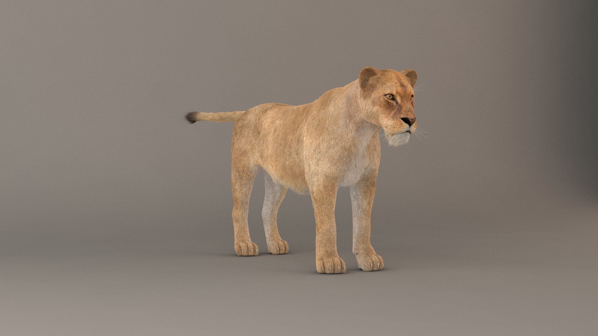 Lioness Fur Model 3D model_12