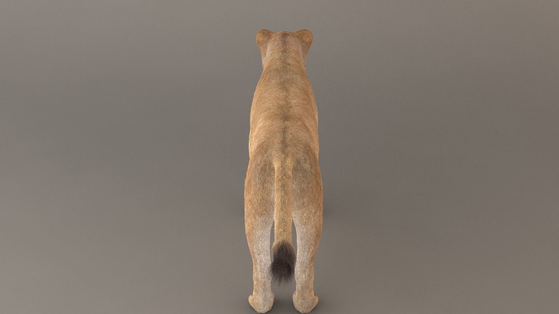 Lioness Fur Model 3D model_5