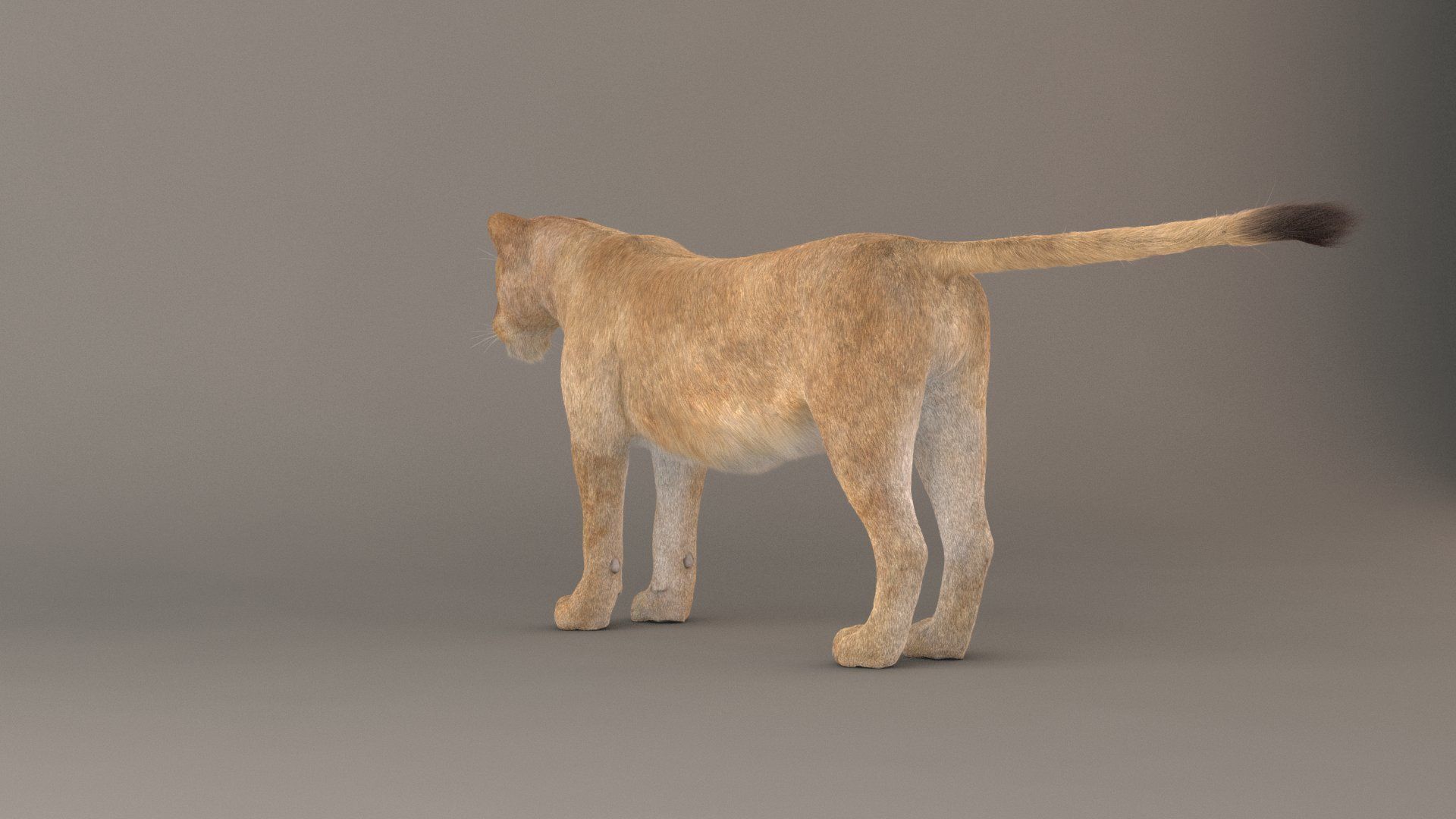 Lioness Fur Model 3D model_9