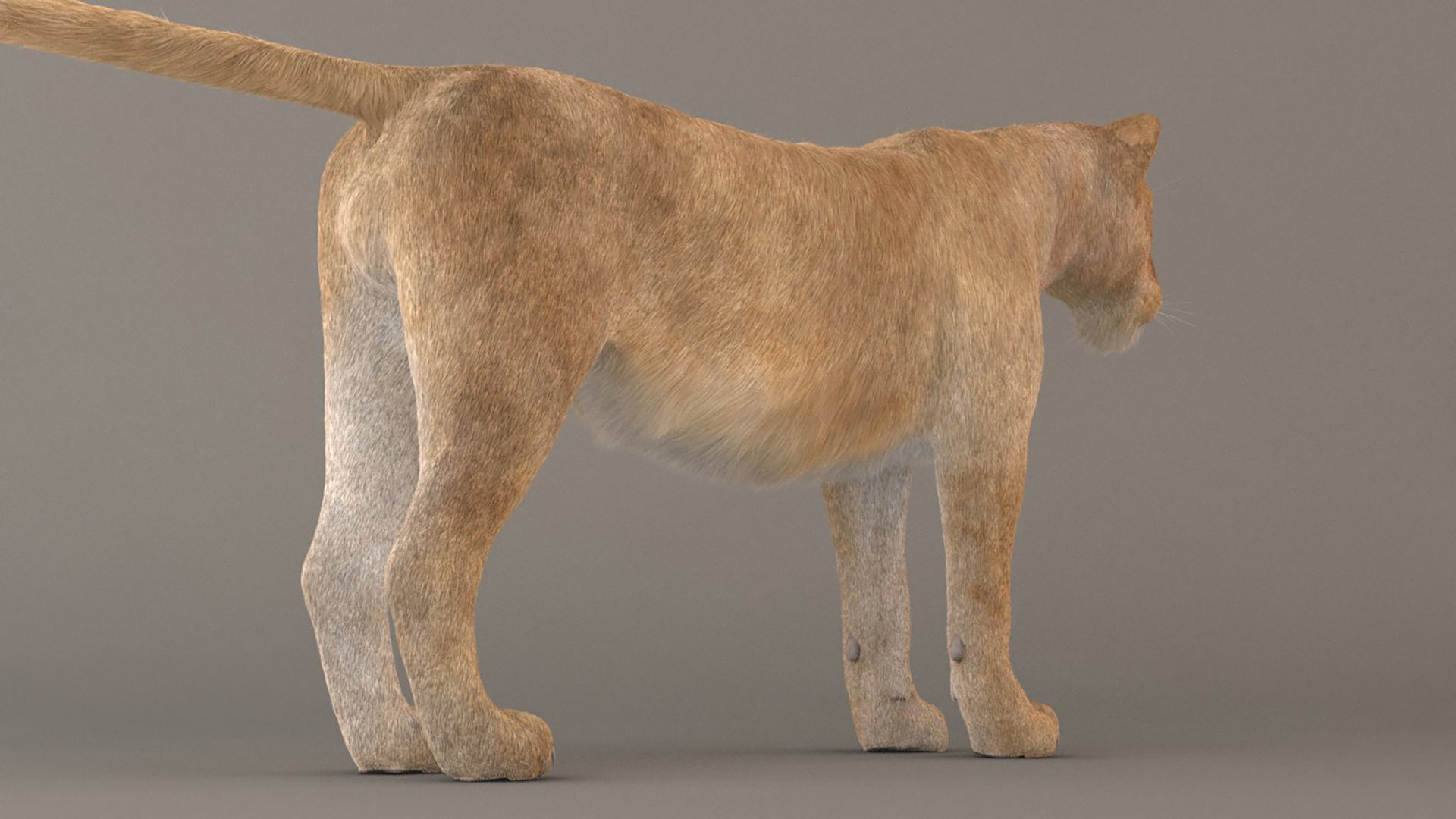 Lioness Fur Model 3D model_6