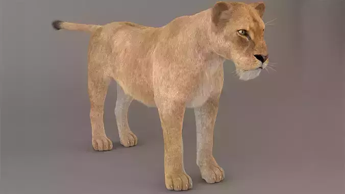 Lioness Fur Model