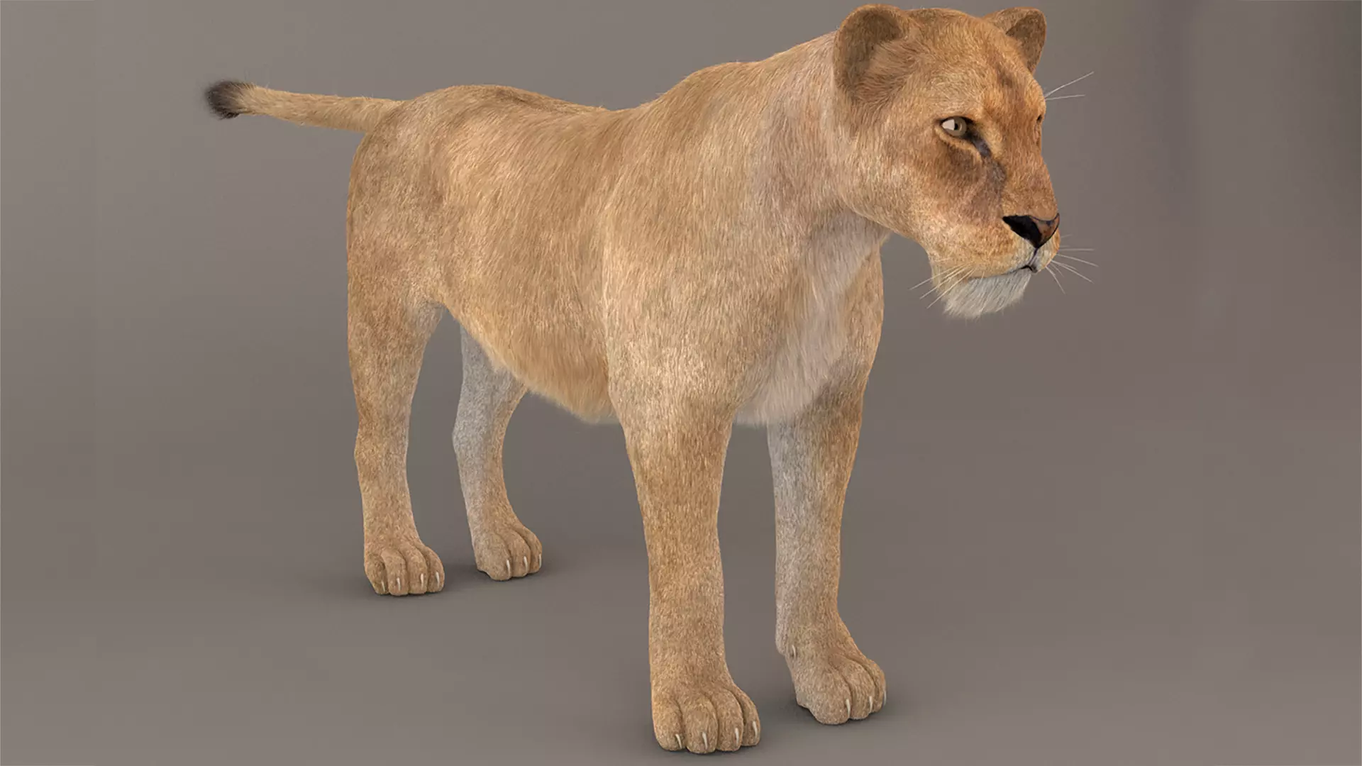 Lioness Fur Model 3D model_0