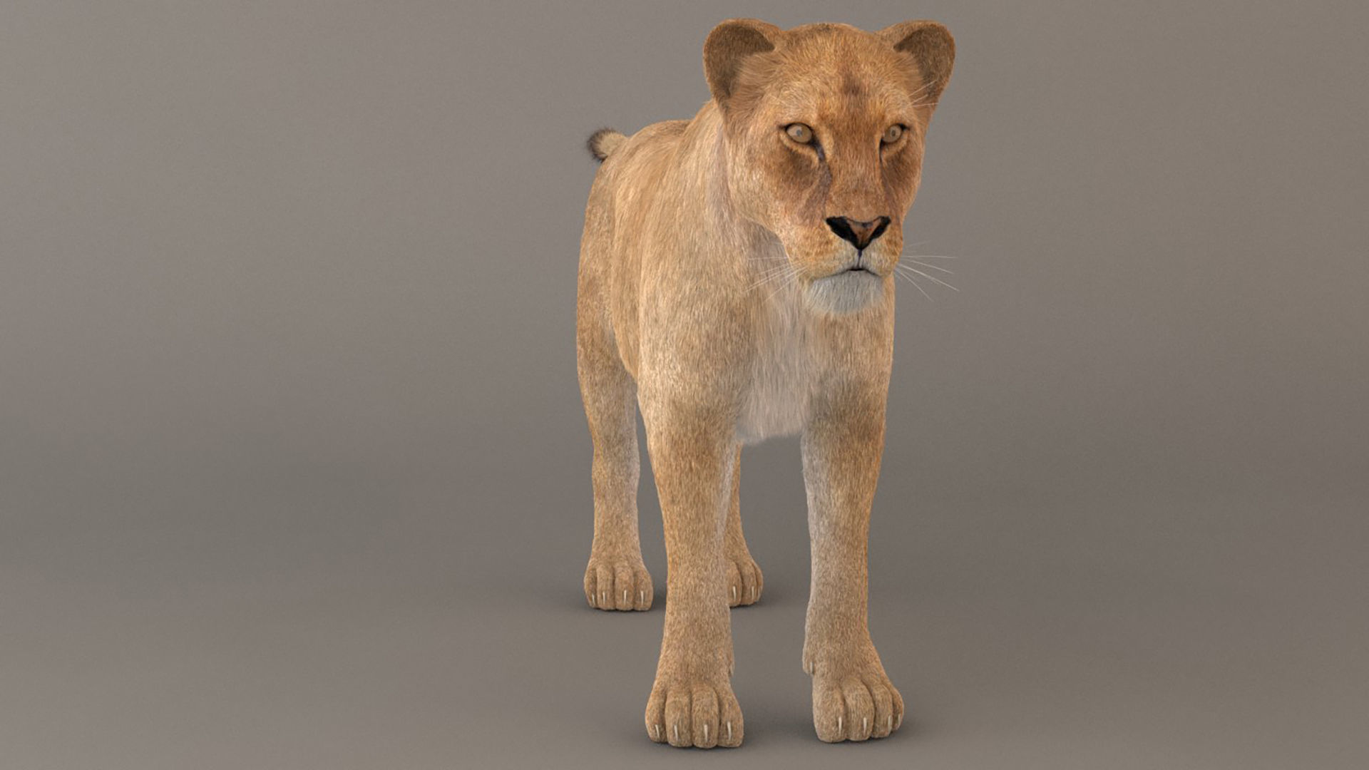 Lioness Fur Model 3D model_1