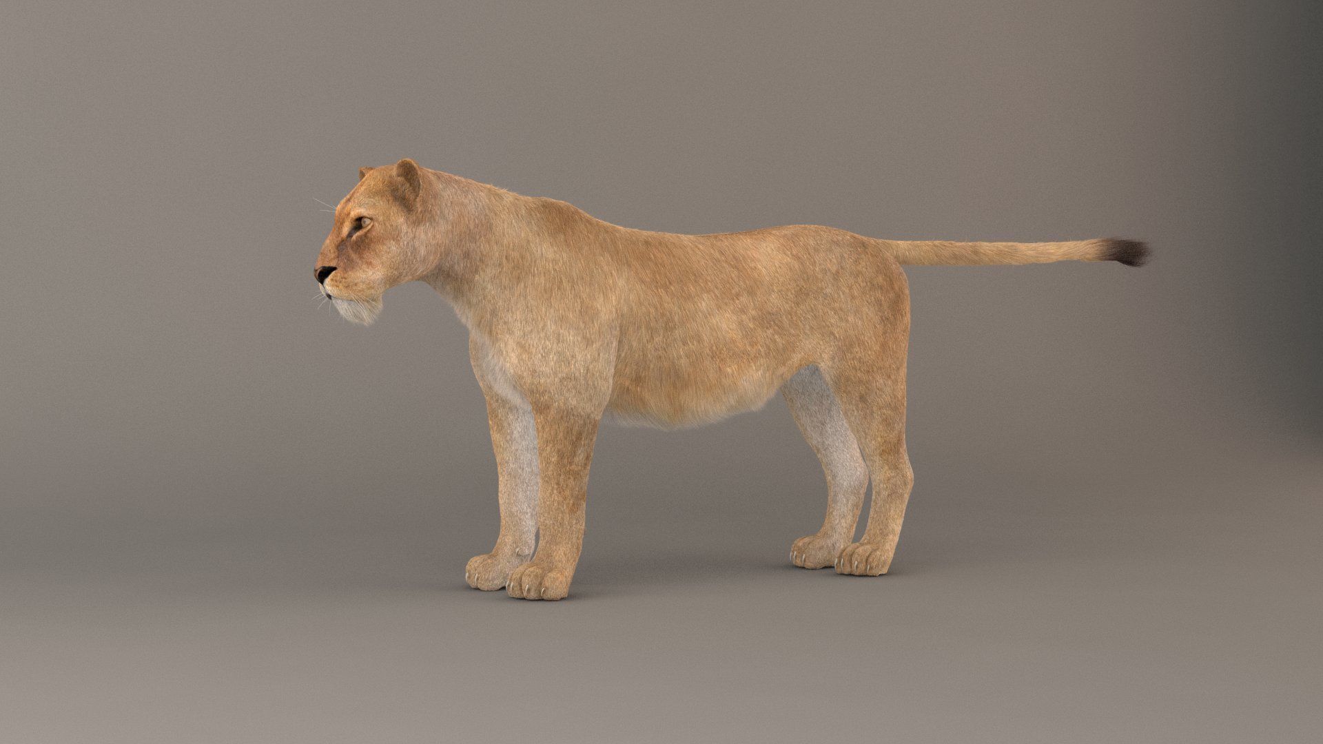 Lioness Fur Model 3D model_10