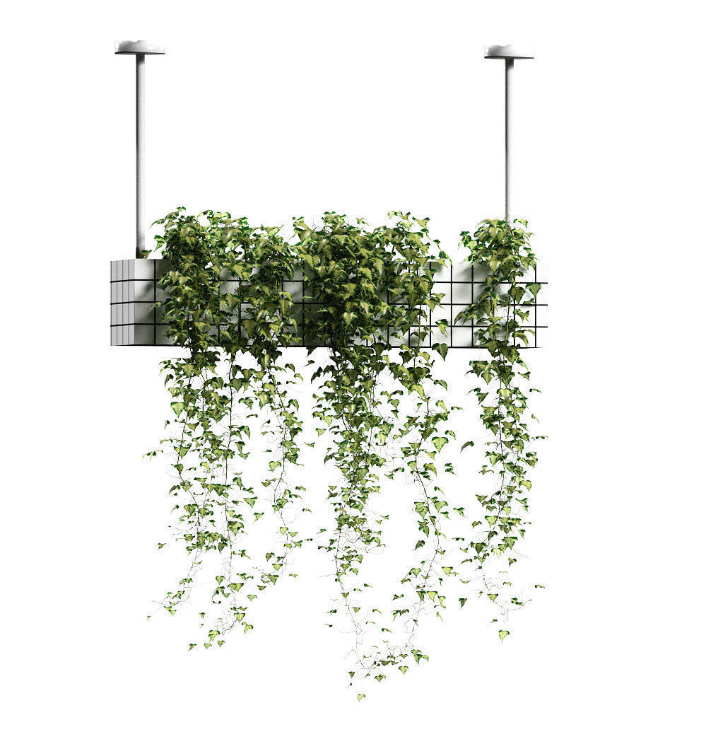 Ivy in hanging flower pots - 5 models 3D model_4