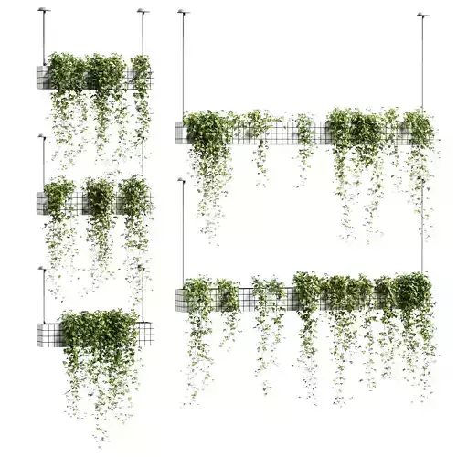 Ivy in hanging flower pots - 5 models 3D model