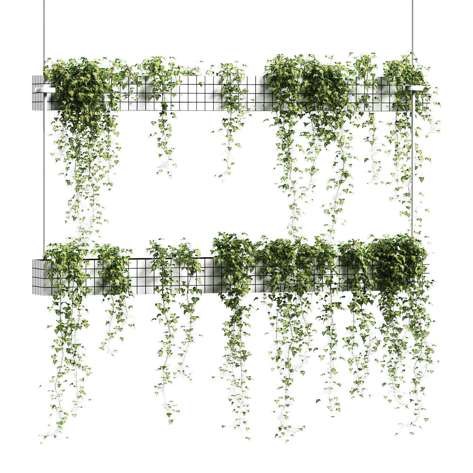 Ivy in hanging flower pots - 5 models 3D model_3