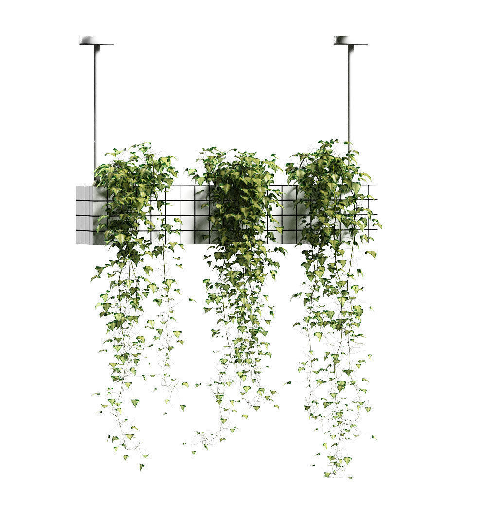 Ivy in hanging flower pots - 5 models 3D model_6