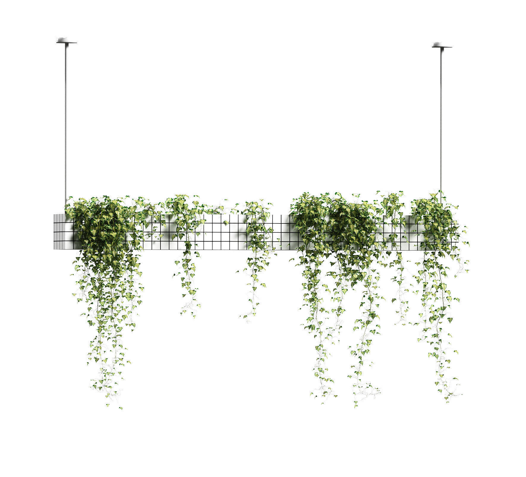 Ivy in hanging flower pots - 5 models 3D model_5