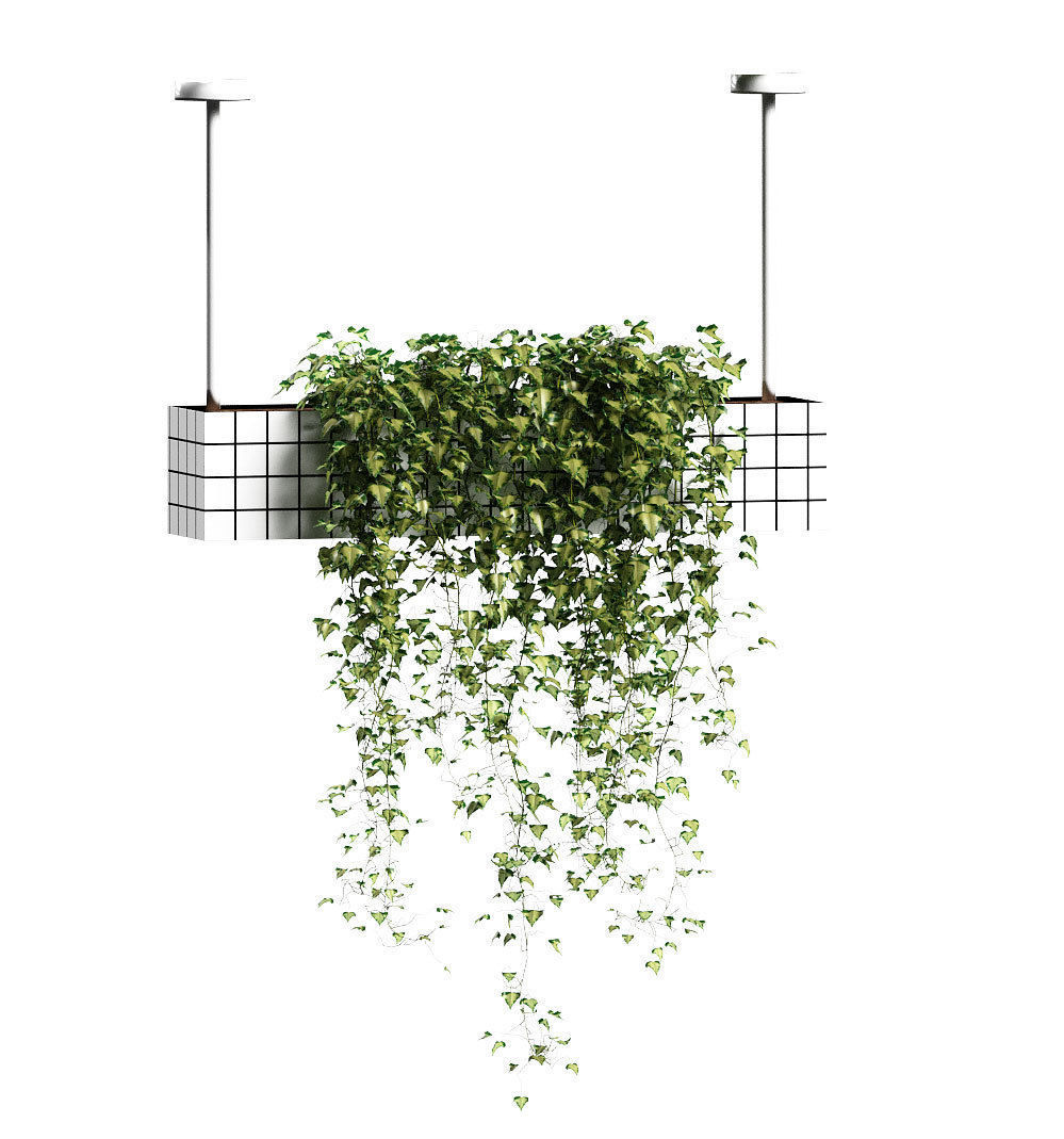 Ivy in hanging flower pots - 5 models 3D model_8