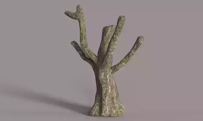 Old Tree